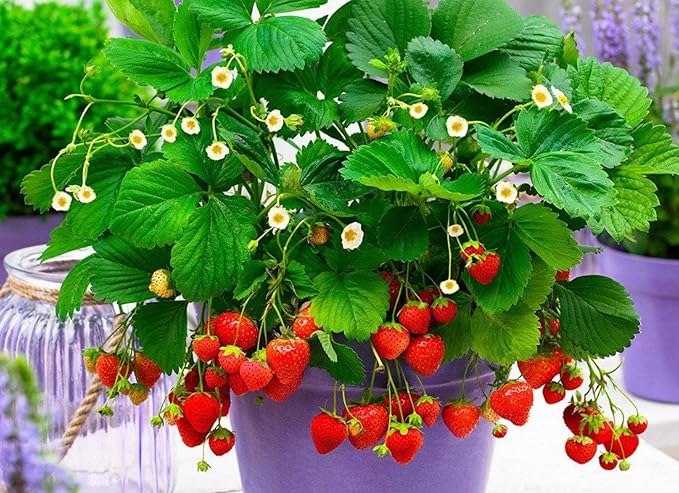 Seeds Fruit Alpine Strawberry Four Seasons Red Everbearing Non GMO for Planting - 100 Seeds