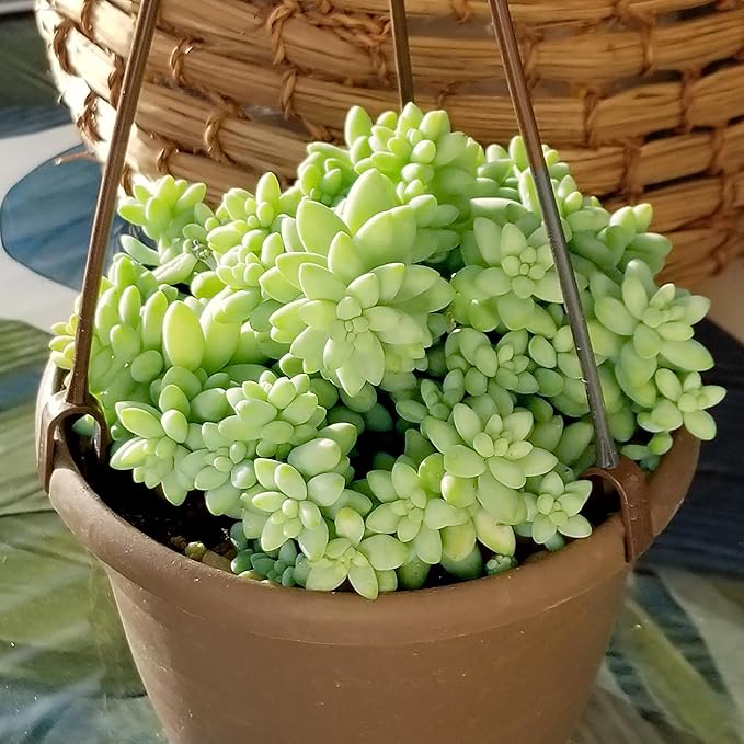 6" Sedum Burrito, Burros Tail Succulent Plants Live Succulent, Sedum Plants Live Succulents Plants Live Houseplants Live Indoor Plants Live Plants Indoor House Plants Indoors Live by Plants for Pets