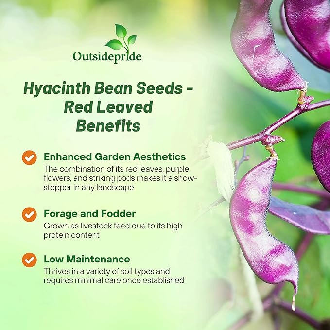 Outsidepride 100 Seeds Perennial Red Dolichos Lablab Hyacinth Bean Vine & Flower Seed for Planting