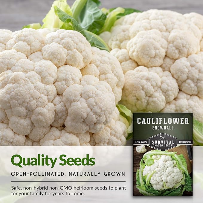 Snowball Cauliflower Seed for Planting - 2 Packets with Instructions to Plant & Grow Amazing White Vegetables in Your Home Vegetable Garden - Non-GMO Heirloom Variety - Survival Garden Seeds