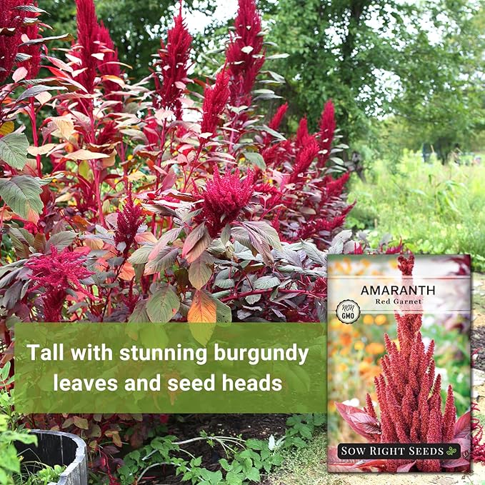 Sow Right Seeds - Red Garnet Amaranth Seeds for Planting - Non-GMO Heirloom Packet with Instructions to Plant & Grow an Outdoor Home Vegetable Garden - Colorful & Unique - Trailing Variety (2)