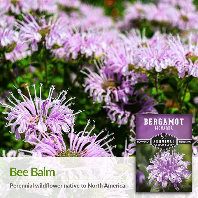 Survival Garden Seeds - Bergamot Herb (Bee Balm) Seed for Planting - 2 Packs with Instructions to Plant and Grow Lavender Monarda Wildflowers in Your Home Vegetable Garden - Non-GMO Heirloom Variety