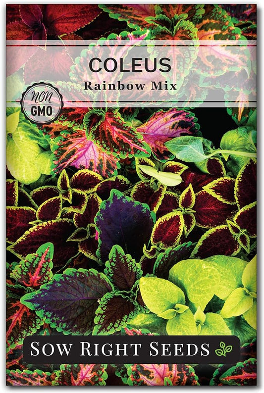 Sow Right Seeds - Coleus Rainbow Mix Seeds for Planting - Beautiful Flowers to Plant in a Home Garden - Indoors or Outdoors - Non-GMO Heirloom Seeds - Attractive & Colorful - Great Gardening Gift (1)
