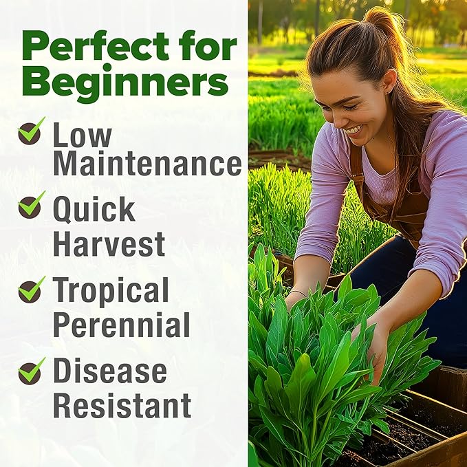 HOME GROWN Culantro Seeds - 720+ 𝗡𝗢𝗡-𝗚𝗠𝗢, 𝗨𝗦𝗔-𝗦𝗢𝗨𝗥𝗖𝗘𝗗 Heirloom Herb Seeds for Planting, Slow-Bolting, Flavorful Cilantro Alternative, Great for Outdoor Herb Gardens (Eryngium foetidum)