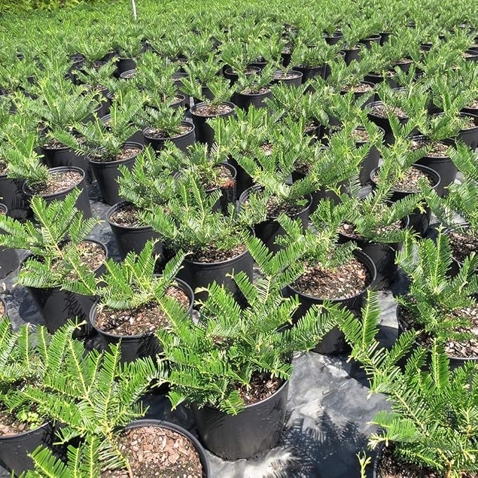 Perfect Plants Spreading Yew Cephalotaxus Live Plant, 3 Gallon, Includes Care Guide