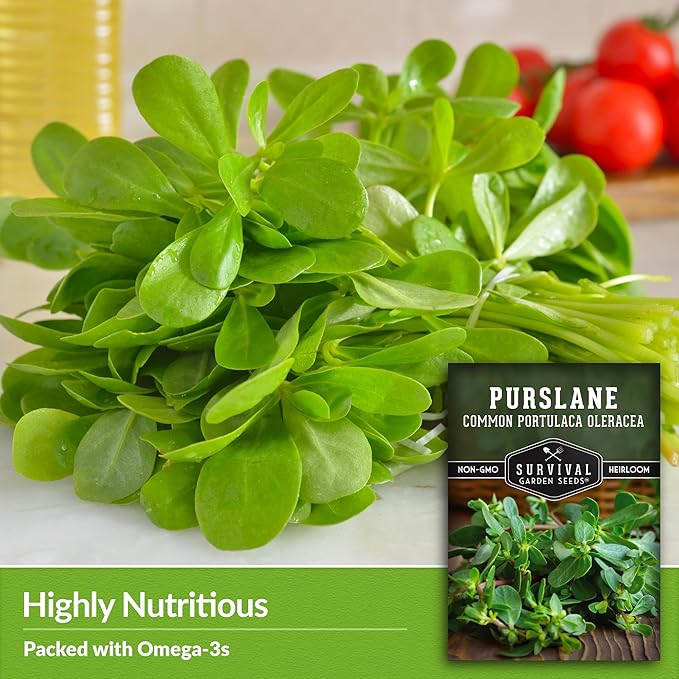 Common Purslane Seed for Planting - 5 Packets with Instructions to Plant and Grow Green Portulaca Oleracea in Your Home Vegetable Garden - Non-GMO Heirloom Variety - Survival Garden Seeds