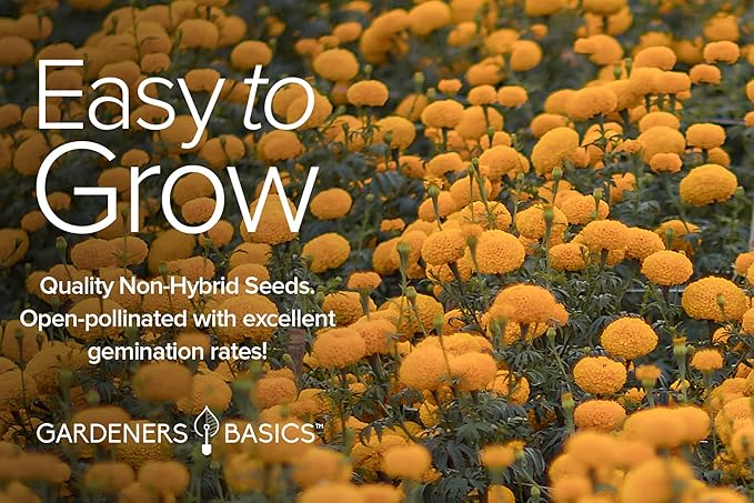 Gardeners Basics, Marigold Seeds for Planting Outdoors (4 Variety Pack) French Marigold Petite Mix, Dainty Marietta, Sparky, and African Marigold Seeds Crackerjack for Pollinators Wildflower Seed