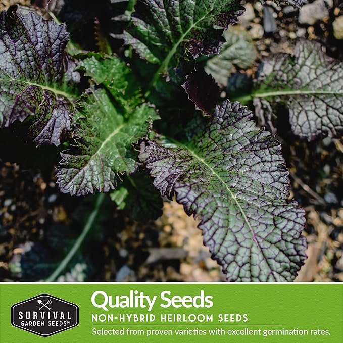 Mustard Green Seed Collection - 4 Packets for Planting Black Knight Tatsoi, Canton White Stem Pak Choi, Giant Red & Southern Giant Mustard Greens - Non-GMO Heirloom Varieties - Survival Garden Seeds