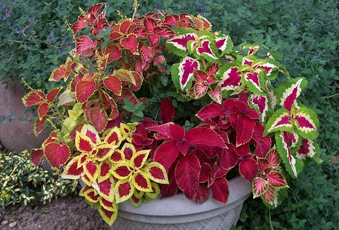 100+ Seeds Coleus Variety Mix (Black Dragon, Chocolate Covered Cherry, Wizard Coral Sunrise, French Quarter, Watermelon, Wizard Rose, Wizard Jade) - Flower Multicolor