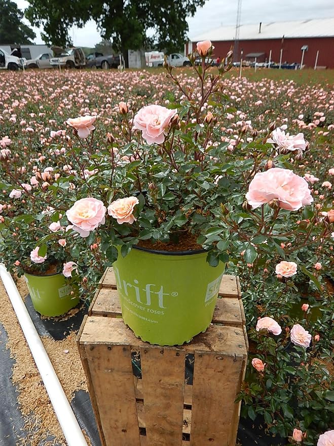 Drift Roses - Rosa Apricot Drift (Rose) Rose, Double Apricot flowers, #2 - Size Container
