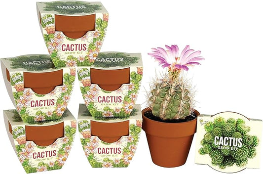 BUZZY Seeds Terracotta Mini Grow Pots | Herb, Plant, Flower Starter Kit for Kids & Adults | Mini Cactus 6-Pack, Daydream Collection | Guaranteed to Grow | Best Indoor Grow Your Own Plant