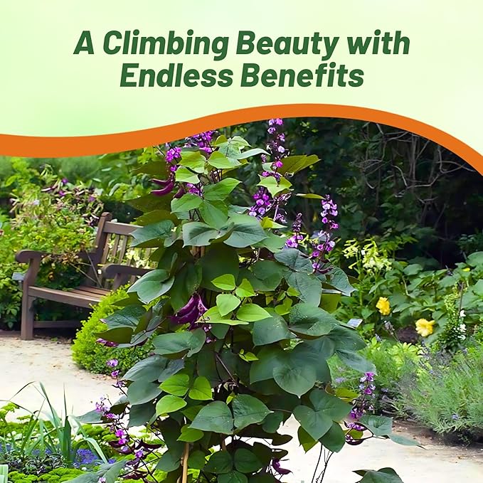 Outsidepride 200 Seeds Perennial Green Dolichos Lablab Hyacinth Bean Vine & Flower Seed for Planting