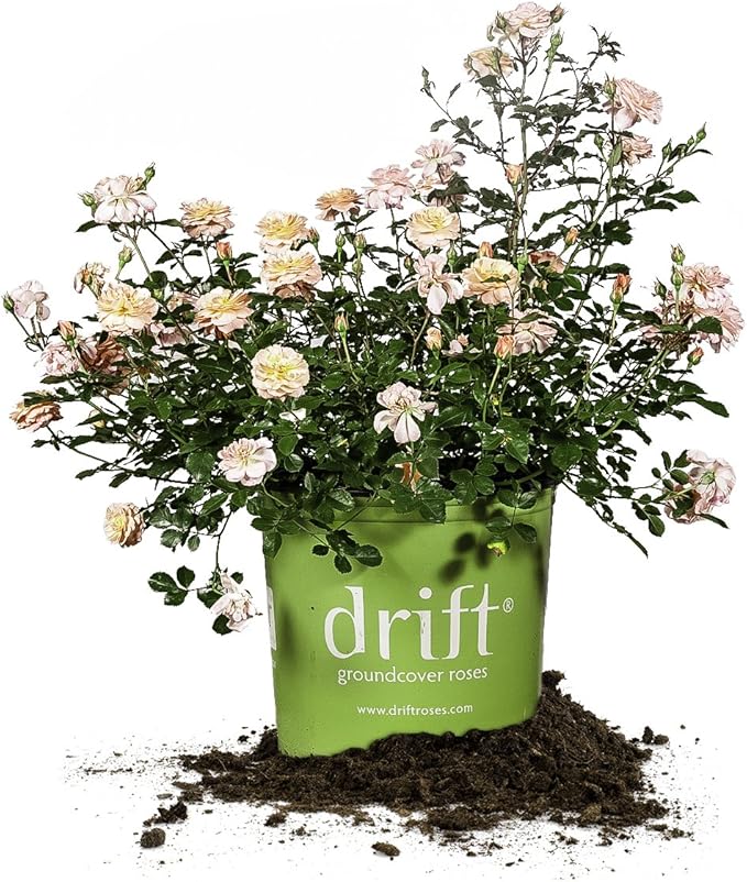 Perfect Plants Apricot Drift Rose 1 Gallon, Live Plant Includes Special Blend Plant Food & Planting Guide