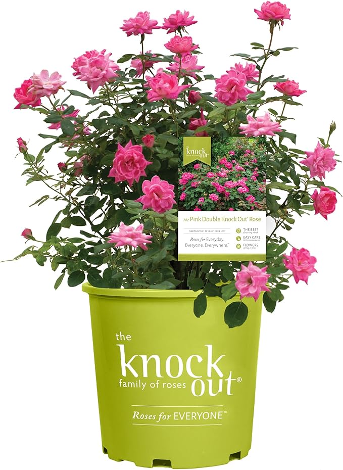 2 Gallon Knock Out Rose Double Pink with Rich Green Foliage