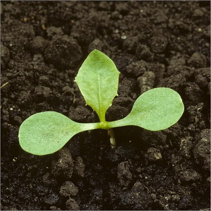 Seed Needs Dandelion Seeds for Planting - Non-GMO, Heirloom & Untreated Perennial Herbs - Organically Grow Food for Tortoises, Rabbits & Bearded Dragons (1 Pack)