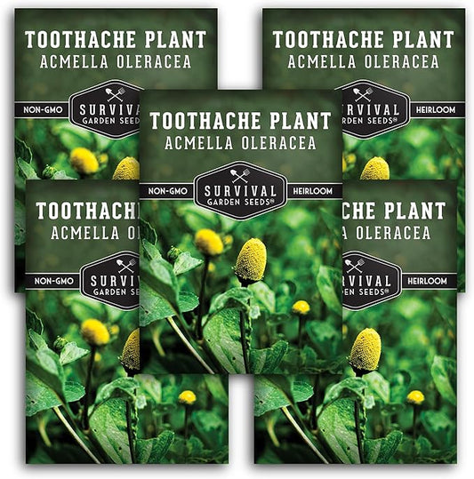 Toothache Plant Seeds for Planting - 5 Packets with Instructions to Plant and Grow Electric Daisy in Your Home Herb Garden - Non-GMO Heirloom Variety - Survival Garden Seeds