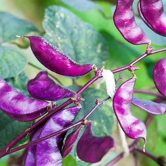 Outsidepride 200 Seeds Perennial Red Dolichos Lablab Hyacinth Bean Vine & Flower Seed for Planting