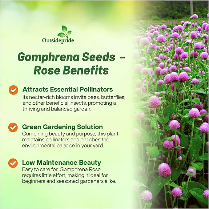 Outsidepride 1000 Seeds Annual Rose Gomphrena Globosa Flower Seed for Planting
