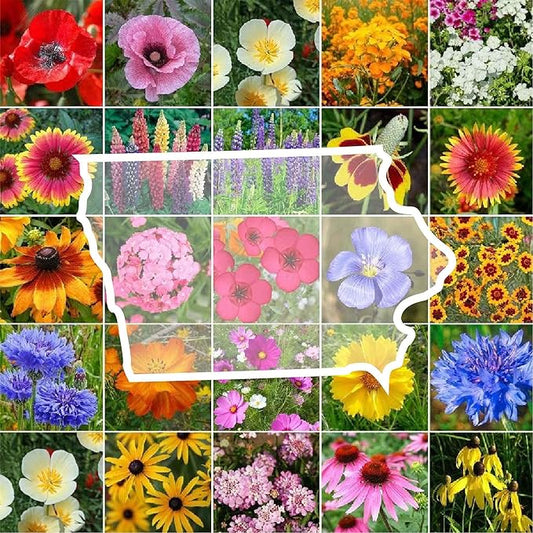 Eden Brothers Iowa Wildflower Mixed Seeds for Planting, 1/4 lb, 120,000+ Seeds with Cornflower, Candytuft | Attracts Pollinators, Plant in Spring or Fall, Zones