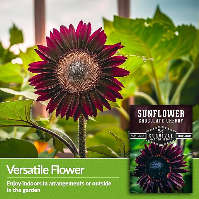 Survival Garden Seeds - Chocolate Cherry Sunflower Seed for Planting - 5 Packets with Instructions to Plant & Grow Burgundy Sunflowers in Your Vegetable & Flower Garden - Non-GMO Heirloom Variety