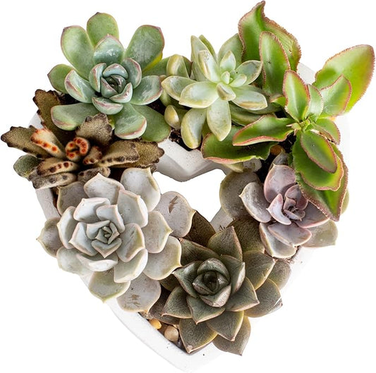 Costa Farms Mini Succulent DIY Heart Kit Fully Rooted, 2-inch Live Indoor Plant, 4-Inches Tall, Heart Frame DIY Kit| Valentines Day Gift | Valentines Day Decoration