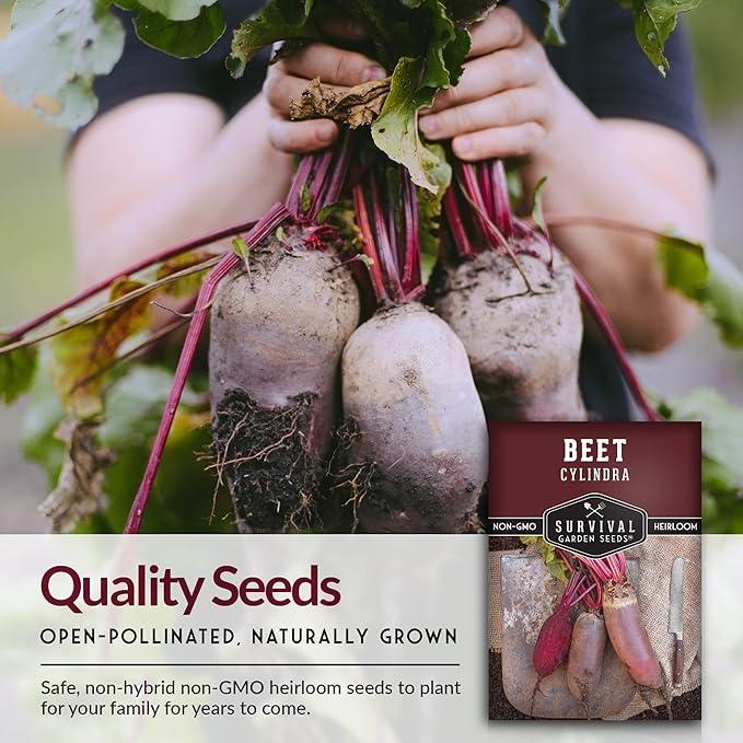 Survival Garden Seeds - Cylindra Beet Seed for Planting - 3 Packs with Instructions to Plant & Grow Dark Red Beets in Your Home Vegetable Garden - Non-GMO Heirloom Variety Vegetable Seed Planting