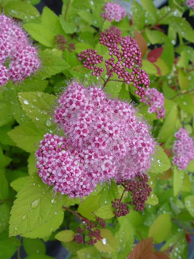 Proven Winners - Spiraea jap. Double Play Big Bang (Spirea) Shrub, large pink flw., #3 - Size Container