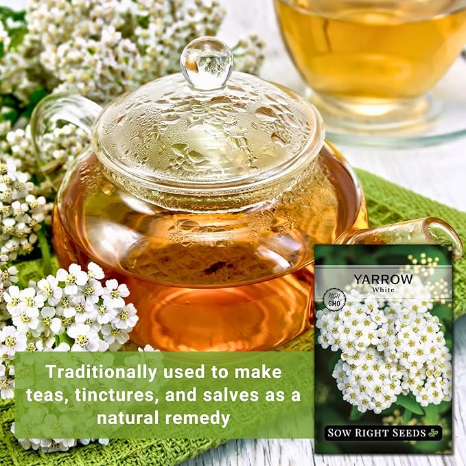 Sow Right Seeds - Common White Yarrow Seeds for Planting - Non-GMO Heirloom Packet with Instructions to Grow an Outdoor Flower Garden - Medicinal Herb & Native Wildflower - Perennial Achillea (1)