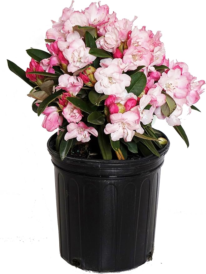 Rhododendron 'Mardi Gras' (Rhododendron) Evergreen, pale pink flowers, #2 - Size Container