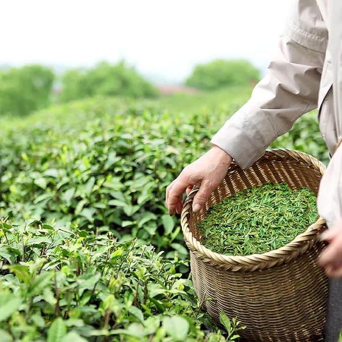 CHUXAY GARDEN Camellia Sinensis-Tea Plant,Tea Shrub,Tea Tree 5 Seeds Evergreen Flowering Plant Drinking Tea Gardening Fast Growing & Maintain