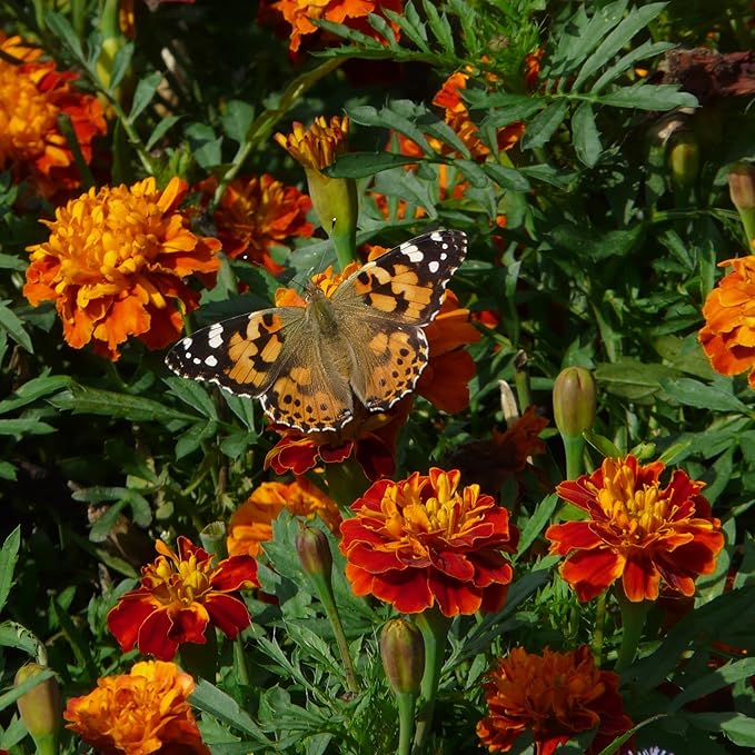 The Old Farmer's Almanac Petite Mixture Marigold Seeds - Premium Non-GMO, Open Pollinated, USA Origin (5 Packets - 5 Grams - Approx 1000 Seeds)