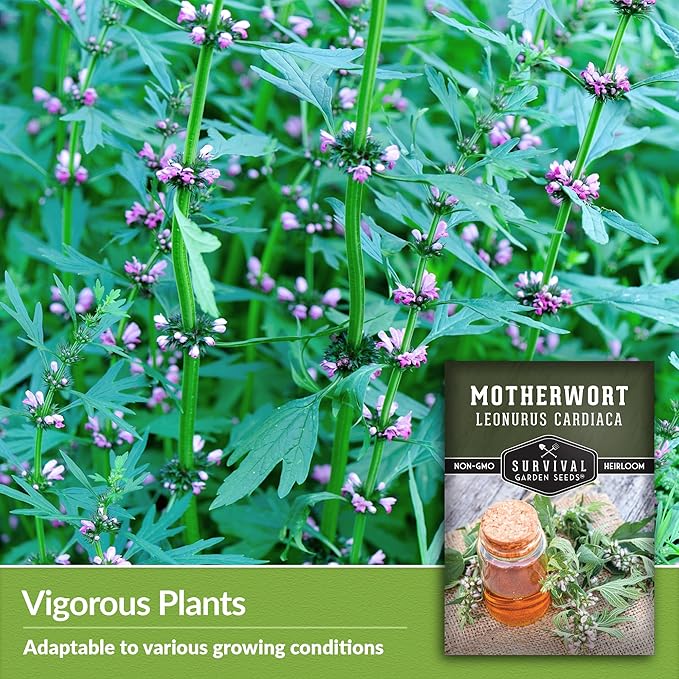 Motherwort Seed for Planting - 1 Packet with Instructions to Plant and Grow Lion's Tail Medicinal Herbs in Your Home Herb Garden - Non-GMO Heirloom Variety - Survival Garden Seeds