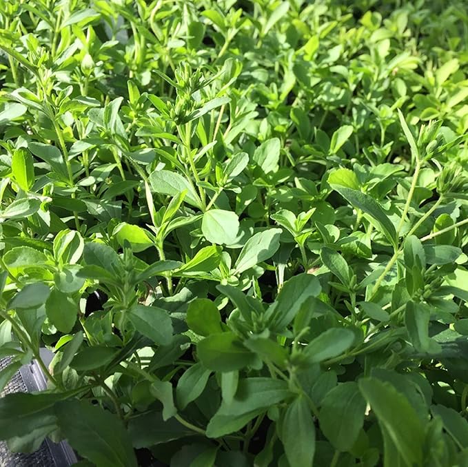 CHUXAY GARDEN Stevia Rebaudiana Seed 200 Seeds Garden Stevia Edible Seasoning Culinary Plants High Yield Flourishing Spectacular Display