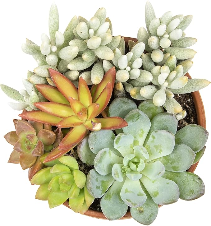Live Succulents Assortment in Clay Pot, Garden Succulent Planter, Unique Gardening Gifts for Plant Lovers, Live Succulent Plants Live Plants, Live Succulents Plants Live Houseplants by Plants for Pets