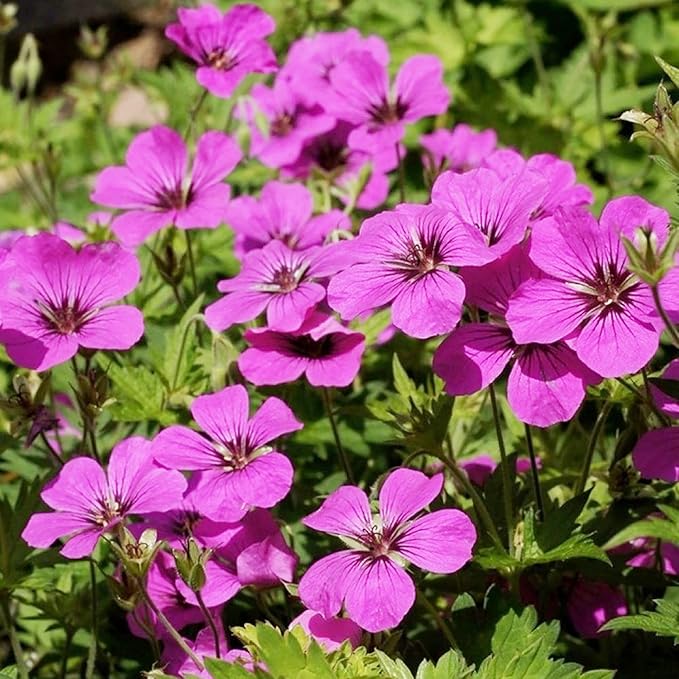 Geranium Subcaulescens 'Giuseppii' Seeds Cranesbill Evergreen Perennial Attracts Butterflies Deer & Rabbit Resistant Ground Cover Rock Garden Patio Outdoor 200Pcs Flower Seeds by YEGAOL Garden