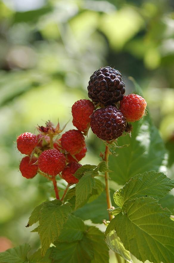 Green Promise Farms Rubus Edible-Shrub, 2-Size Container, Raspberry-Jewel