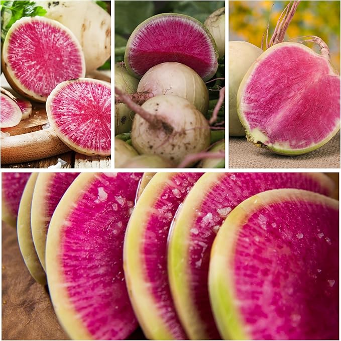 Seed Needs Watermelon Radish Seeds for Planting - Non-GMO, Heirloom & Untreated - Organically Grow a Home Grown Vegetable Garden - Cool Weather Crops (5 Packs)