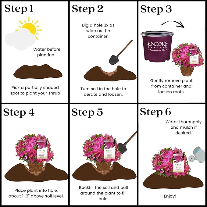 2 Gal. Autumn Royalty Shrub