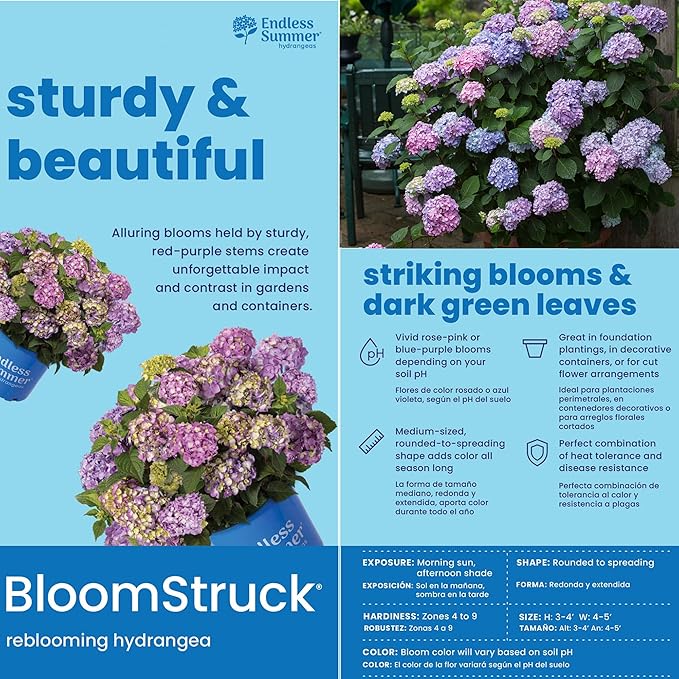 Endless Summer Bloomstruck Hydrangea, 2 gal. Pink and Purple Blooms