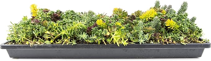 Sedum Succulent Plants Ground Cover, Live Succulents Plants Live Plants, Plant Tray of Outdoor Plants for Landscaping, Fairy Garden Accessories, Plant Wall Decor and Succulent Soil by Plants for Pets