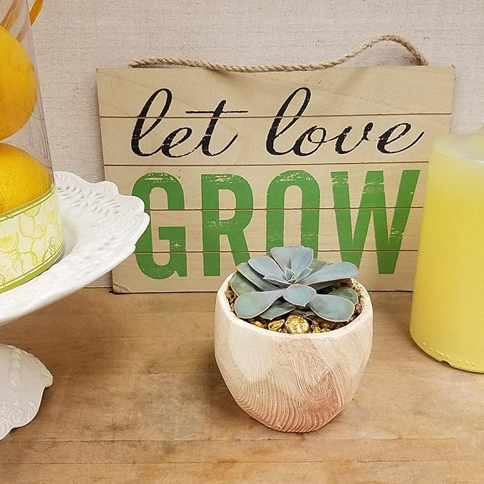 Costa Farms Echeveria Succulents Fully Rooted Live Indoor Plant 6-Inches Tall, in Grower Pot, 3-Pack