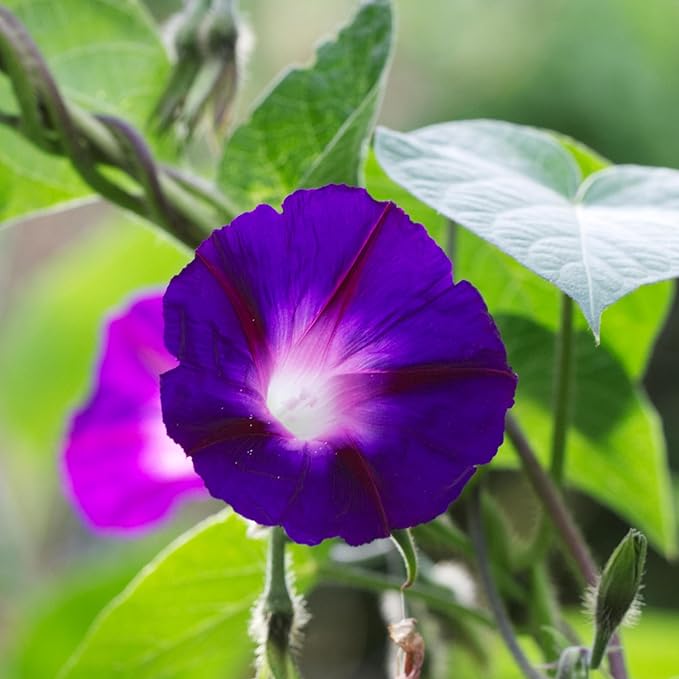 Seed Needs Black Kniolas Morning Glory Seeds for Planting - Heirloom & Open Pollinated Annual Vines - Cover a Fence or Trellis in Deep Purple Almost Black Flowers (2 Packs)
