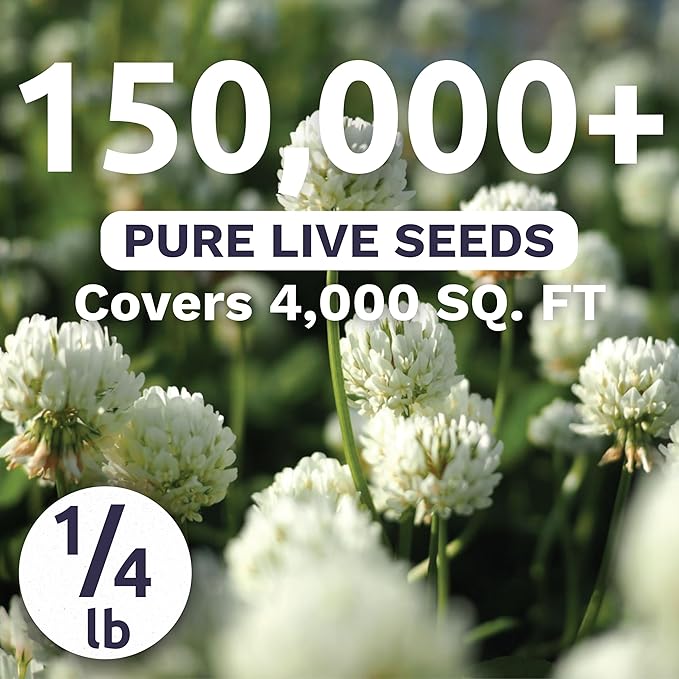 White Dutch Clover - Bulk 1/4 Pound Pouch - 150,000 Flower Seeds for Planting - Trifolium repens