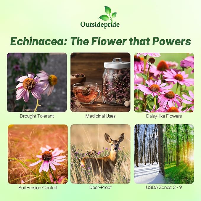 Outsidepride 1 lb. Perennial Echinacea Purple Coneflower Wild Flowers Seeds for Planting