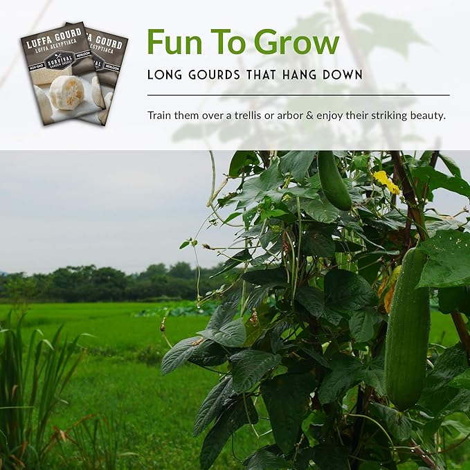 Survival Garden Seeds - Luffa or Loofah Seed for Planting - Packet with Instructions to Plant and Grow Ornamental Gourds in Your Home Vegetable Garden - Non-GMO Heirloom Variety - 2 Pack