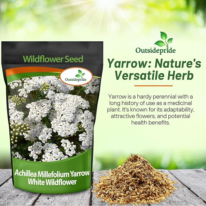 Outsidepride Achillea Millefolium Wild White Yarrow Seeds - 1/4 Lb. Perennial Flower Seeds, Drought Resistant, Low Maintenance & Easy Planting for Beautiful Garden & Fireflies Attraction
