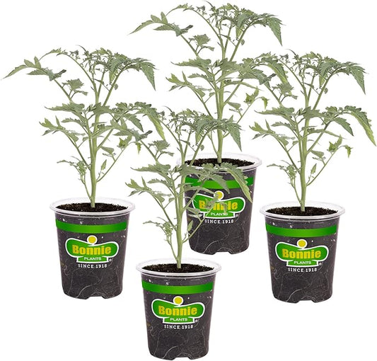 Bonnie Plants Sun Sugar Yellow Cherry Tomato - 4 Pack Live Plants, Disease Resistant, 7 - 9 Ft. Tall Plants, Great For Salads & Snacking