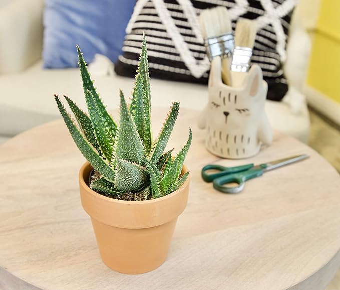 Live Aloe Plant Succulents, Succulents Plants Live in Potting Soil Mix, Potted Succulents Live Plants, Star Aloe Plants Live with Cacti Pots, Cactus Plants Live Succulent Plants by Plants for Pets