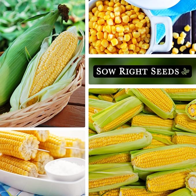 Sow Right Seeds - Bantam Sweet Corn Seed for Planting - Non-GMO Heirloom Packet with Instructions to Plant a Home Vegetable Garden - Grow Sweet Yellow Corn on The Cob - Tall Variety (2)