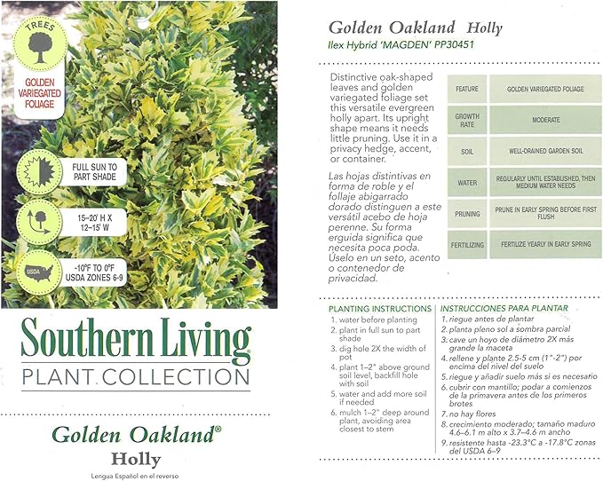 3 Gallon Southern Living Plant Collection Holly Golden Oakland Shrub